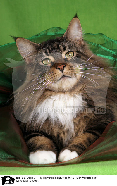 liegende Maine Coon / lying Maine Coon / SS-06669