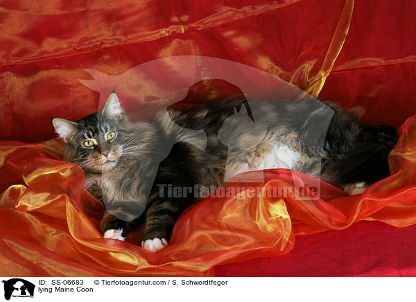 liegende Maine Coon / lying Maine Coon / SS-06683