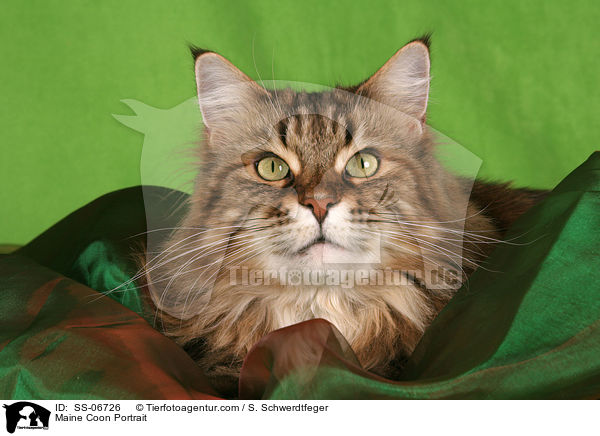 Maine Coon Portrait / Maine Coon Portrait / SS-06726