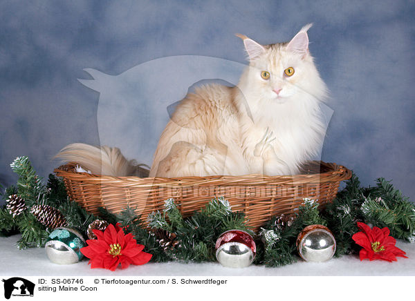 sitting Maine Coon / SS-06746