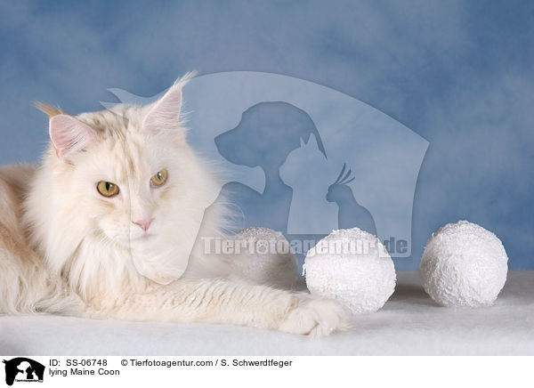liegende Maine Coon / lying Maine Coon / SS-06748