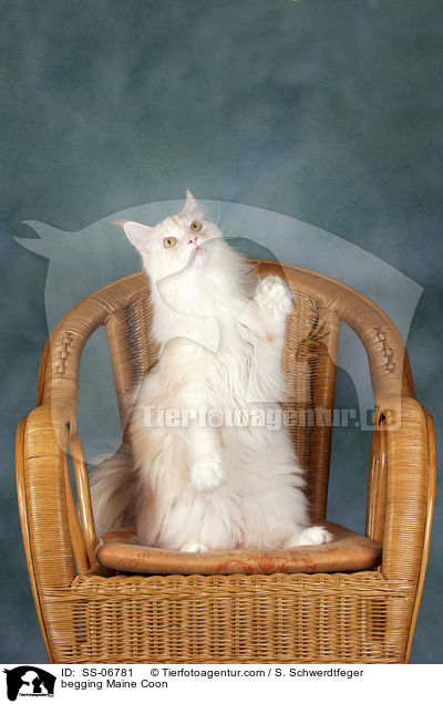begging Maine Coon / SS-06781