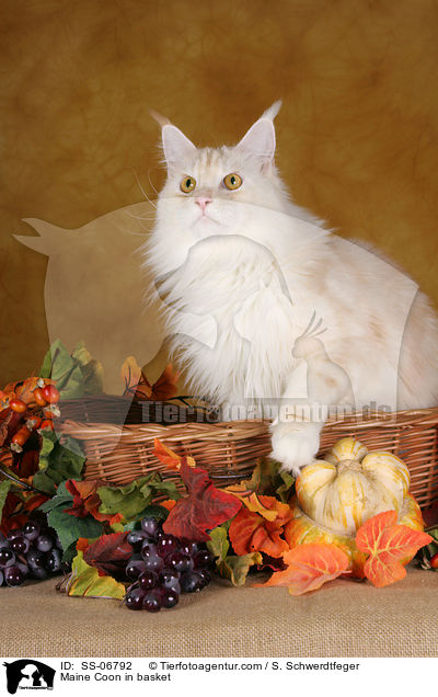 Maine Coon in Krbchen / Maine Coon in basket / SS-06792