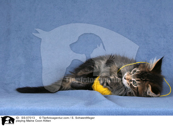 playing Maine Coon Kitten / SS-07013