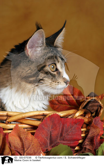 Maine Coon in Krbchen / Maine Coon in basket / SS-07036