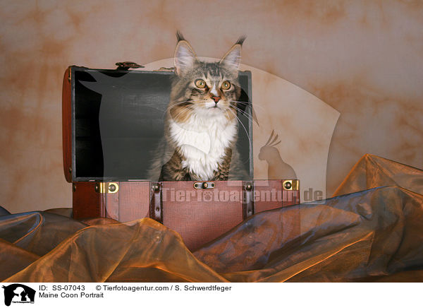 Maine Coon Portrait / Maine Coon Portrait / SS-07043