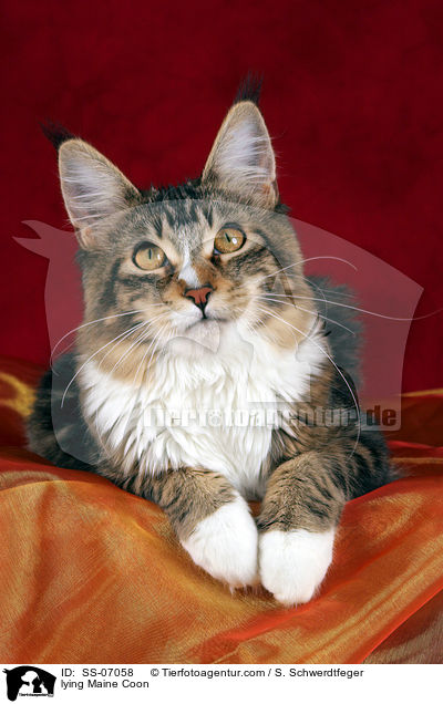 lying Maine Coon / SS-07058