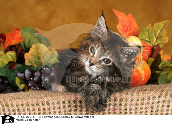 Maine Coon Ktzchen / Maine Coon Kitten / SS-07076