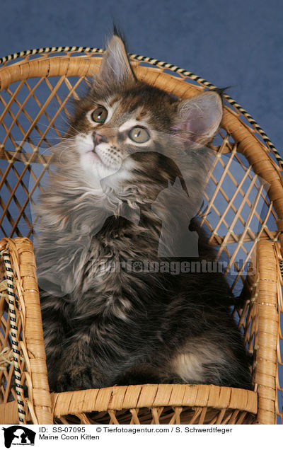 Maine Coon Ktzchen / Maine Coon Kitten / SS-07095