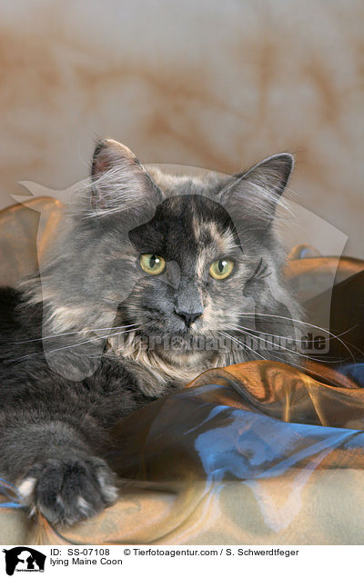 liegende Maine Coon / lying Maine Coon / SS-07108