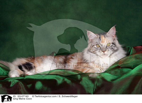 lying Maine Coon / SS-07140