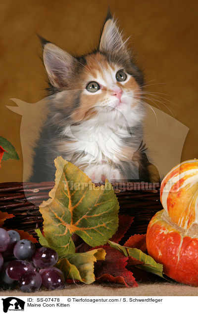 Maine Coon Ktzchen / Maine Coon Kitten / SS-07478