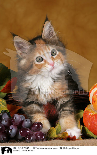 Maine Coon Kitten / SS-07481