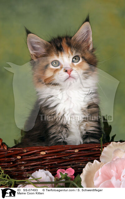 Maine Coon Ktzchen / Maine Coon Kitten / SS-07493