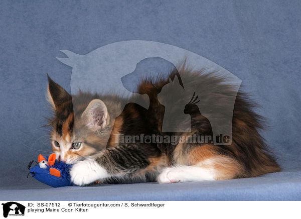 spielendes Maine Coon Ktzchen / playing Maine Coon Kitten / SS-07512