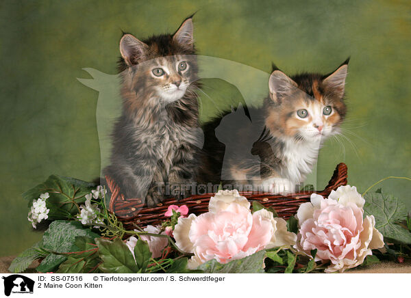 2 Maine Coon Ktzchen / 2 Maine Coon Kitten / SS-07516