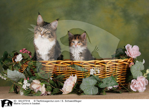 Maine Coons im Krbchen / Maine Coons in basket / SS-07518
