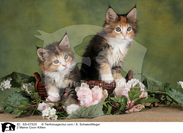 2 Maine Coon Ktzchen / 2 Maine Coon Kitten / SS-07525