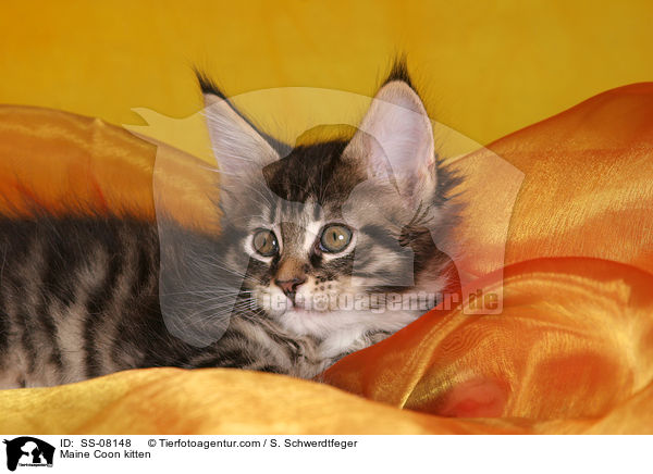 Maine Coon Ktzchen / Maine Coon kitten / SS-08148