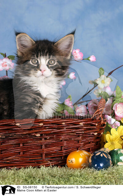 Maine Coon kitten at Easter / SS-08150