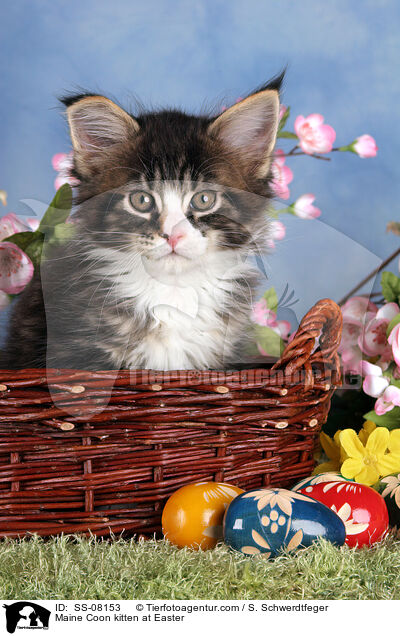 Maine Coon kitten at Easter / SS-08153