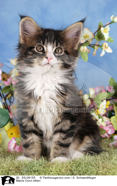 Maine Coon kitten / SS-08155