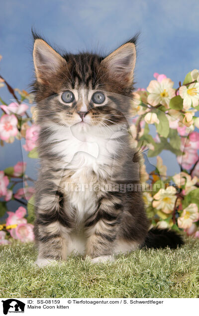 Maine Coon kitten / SS-08159