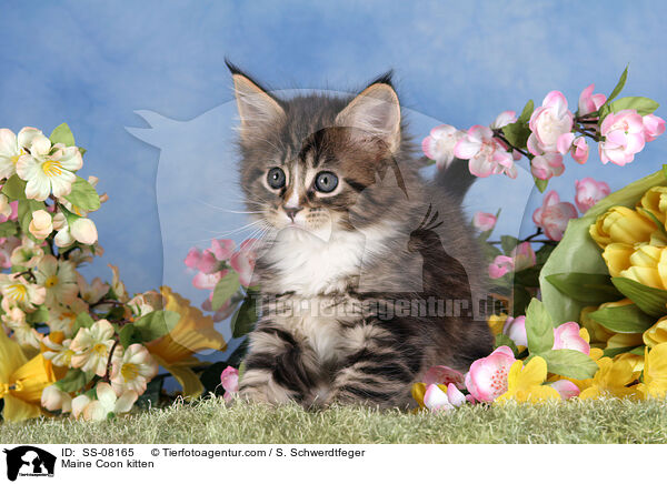 Maine Coon kitten / SS-08165