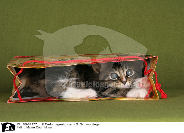 Maine Coon Ktzchen versteckt sich / hiding Maine Coon kitten / SS-08177