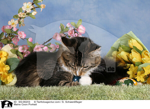 Maine Coon Portrait / SS-08203