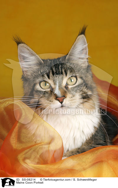 Maine Coon Portrait / Maine Coon Portrait / SS-08214