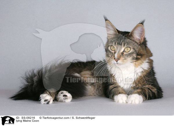 liegende Maine Coon / lying Maine Coon / SS-08216