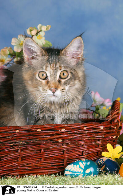 young Maine Coon at Easter / SS-08224