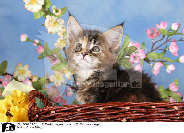 Maine Coon Ktzchen / Maine Coon kitten / SS-08232