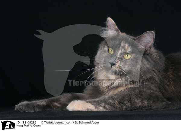 liegende Maine Coon / lying Maine Coon / SS-08282