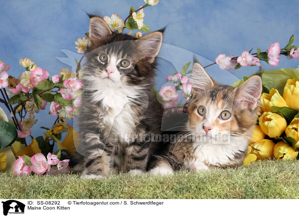 Maine Coon Kitten / SS-08292