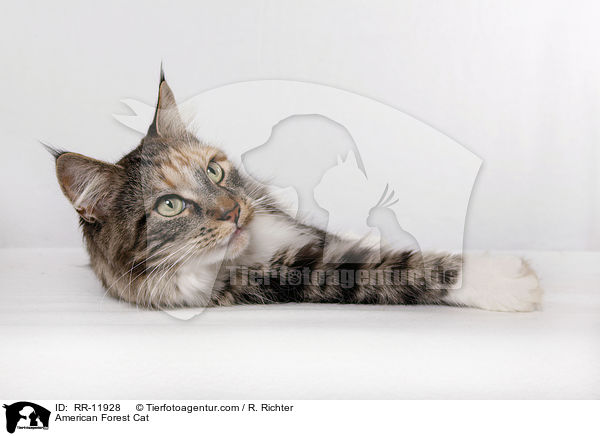 Amerikanische Waldkatze / American Forest Cat / RR-11928