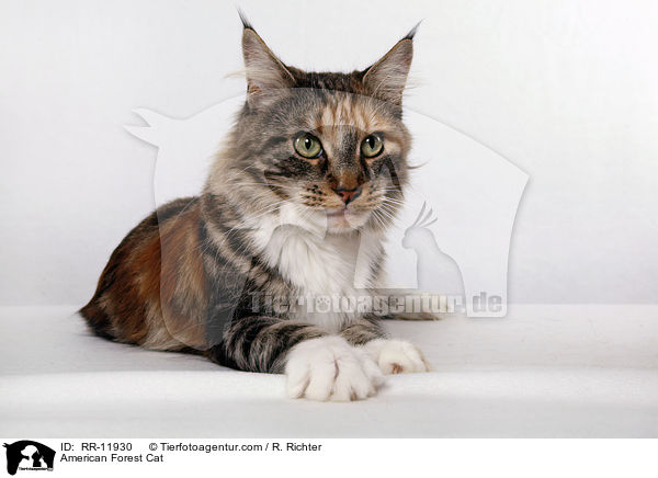 Amerikanische Waldkatze / American Forest Cat / RR-11930