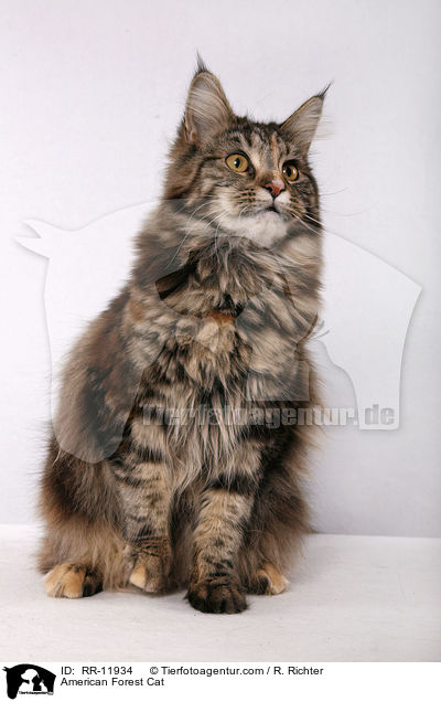 Amerikanische Waldkatze / American Forest Cat / RR-11934