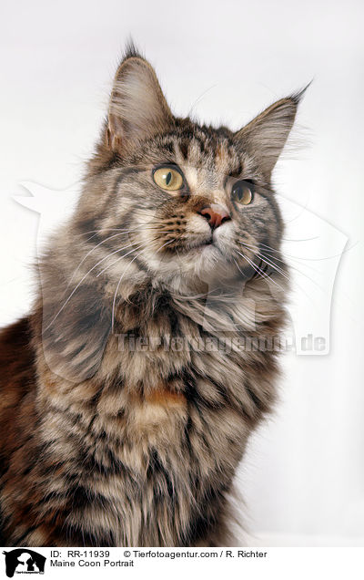 Maine Coon Portrait / Maine Coon Portrait / RR-11939