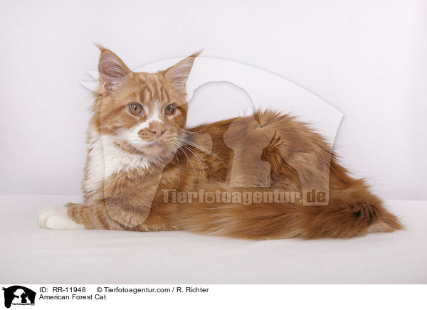 American Forest Cat / RR-11948