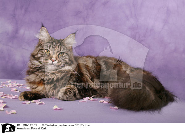 Amerikanische Waldkatze / American Forest Cat / RR-12002