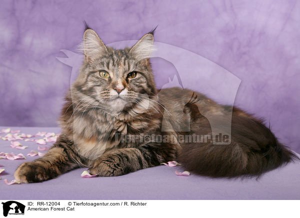 Amerikanische Waldkatze / American Forest Cat / RR-12004