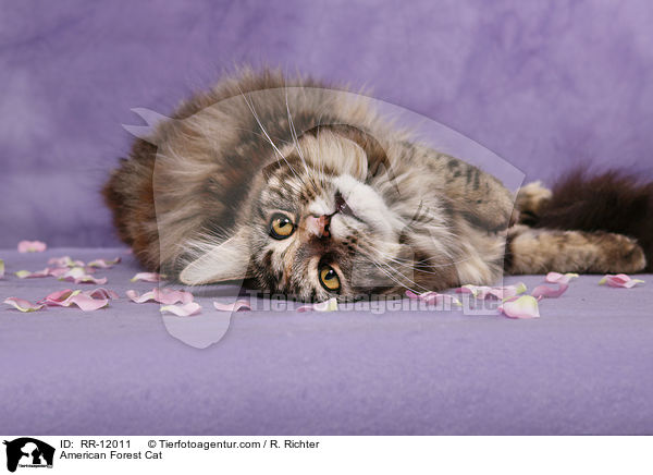 Amerikanische Waldkatze / American Forest Cat / RR-12011