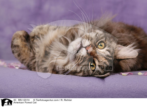 American Forest Cat / RR-12014