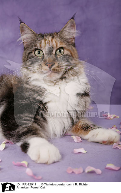 Amerikanische Waldkatze / American Forest Cat / RR-12017