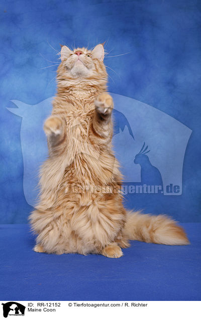 Maine Coon / Maine Coon / RR-12152