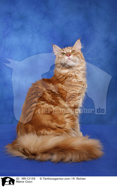 Maine Coon / RR-12159