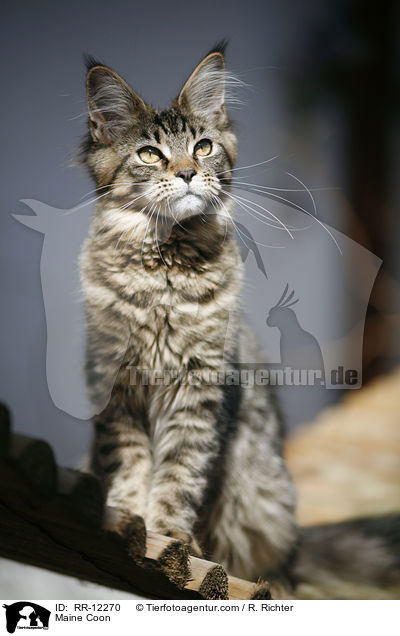 Maine Coon / Maine Coon / RR-12270