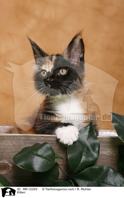 Maine Coon Ktzchen / Kitten / RR-12293